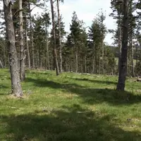 Après les travaux d’aménagement sylvopastoral par broyeur forestier.
