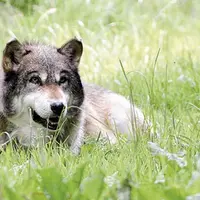 La date limite des demandes d’aide pour les mesures de protection des troupeaux est fixée au 16 juillet 2020. La chambre d’agriculture incite les expl