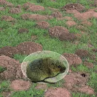 Même sans indice de présence frais, la densité sur une parcelle peut atteindre 250 individus par hectare.