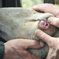 Une troisième paupière blanche peut être le signe d’une infestation de strongles de la caillette.