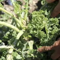 Branches cassées et entamées, la grêle a causé de gros dégâts sur les plantations.