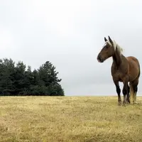 Le mystère s’épaissit et les éleveurs de chevaux sont de plus en plus inquiets. Au moment où nous mettons sous presse, une trentaine de cas de mutilat