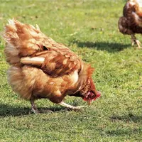 L'influenza aviaire continue de progresser, en particulier dans l'Ouest, toujours en première ligne. Fait préoccupant : l'apparition de nouveaux cas a