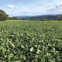 Les mélanges à base de colza sortent du lot grâce à leur bonne qualité nutritive.
