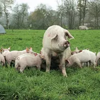 Avec l'arrivée de la peste porcine africaine (PPA) en Allemagne, 2e producteur et exportateur européen, la filière plonge encore un peu plus dans l'in