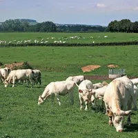 Le Conseil national de l'alimentation (CNA) a adopté le 5 avril sa contribution pour la future stratégie nationale nutrition climat, qui définira d'ic
