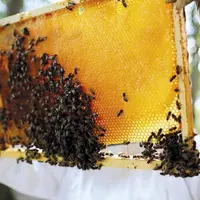 Le nouveau règlement bio présente une « escroquerie manifeste », dénoncent trois syndicats apicoles (Unaf, SNA et Terre d'abeilles) dans un communiqué