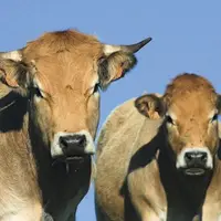Les paramètres de la productivité agricole européenne entrent « dans une nouvelle phase », prévient Bruxelles dans son rapport annuel sur les perspect