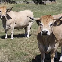 Depuis six mois en Lozère, près de 150 veaux viropositifs en BVD ont été diagnostiqués sur analyse de cartilage auriculaire.