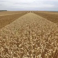 Dans le cadre de son rapport sur les « Perspectives de l'alimentation » publié le 10 juin, l'Organisation des nations unies pour l'alimentation et l'a