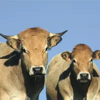 Le conflit russo-ukrainien fait craindre aux filières animales une aggravation de la flambée de l’aliment du bétail, déjà au plus haut depuis plus d’u