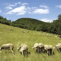 Le futur plan national d’actions loup (PNA) 2024-2029 a été présenté le 18 septembre par la préfète coordinatrice. Pour la FNSEA, porteur de nombreuse