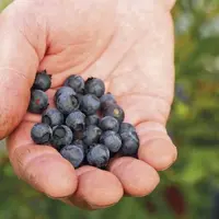 La myrtille occupe une petite place dans le grand panier des fruits rouges. Mais les choses pourraient changer grâce à des pépiniéristes entreprenants