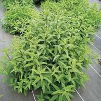 Plants de Aloysia triphylla ou Lippia citriodora, la verveine citronnelle.