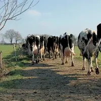Depuis un an, la société française ITK commercialise une assurance pour compenser les pertes économiques des éleveurs en cas de stress thermique chez