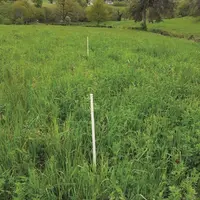 La partie fertilisée au sulfate de potassium à droite des jalons a dynamisé la luzerne d’où une teneur en protéines améliorée de 40 %.