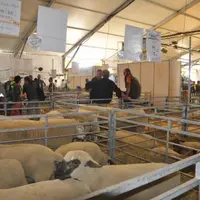 Ambiance chaleureuse sur le pôle ovins, où animateurs, éleveurs, et élèves se sont mobilisés à 100%.