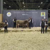 Hirondelle, du Gaec Laporte, termine deuxième de la section vaches âgées.