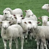 Les agnelles représentent l’avenir du troupeau. Les élever, c’est avant tout les préparer à leur carrière de futures productrices d’agneaux et de lait
