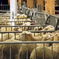 Samedi 23 septembre, sous la grande halle d'Aumont-Aubrac a eu lieu la 44e édition du concours des broutards.
