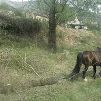 Un cheval a permi de poursuivre les travaux dans les endroits les plus difficiles d’accès.