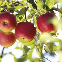 Les 30 000 tonnes de pommes utilisées par Charles & Alice proviennent toutes désormais de vergers écoresponsables.
