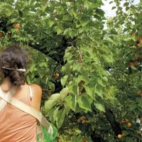 Les filières fruits et légumes sont en demande de mécanisation, pour pallier le défaut de main-d'oeuvre et réduire la pénibilité. Pour l'heure, les ou