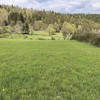 Parcelle semée avec un mélange suisse.