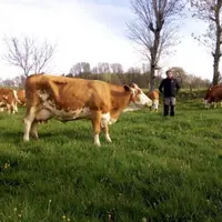 Thierry Grousset, gagnant du trophée Technilait, au milieu de son troupeau de Simmental.