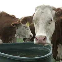 La charte des bonnes pratiques d’élevage recommande une analyse d’eau par an.