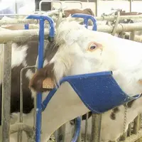 Le lève-tête portatif permet d’immobiliser la tête de l’animal lors d’un traitement. Abordable (entre 150 et 200 €), il ne demande aucune installation