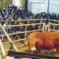 Depuis 1996 et jusqu’à la prochaine le 27 février de cette année, Gélioc aura organisé 37 ventes de 48 taureaux.