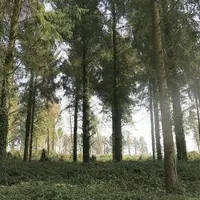 Les forêts d'épicéa sont de plus en plus clairsemées en raison des multiples sécheresses et tempêtes.