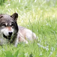 Sur la base d'une nouvelle analyse, la Commission européenne a proposé de revoir le statut de protection du loup dans la convention de Berne, étape pr