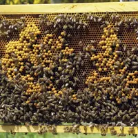 Lors de la sixième édition de la remise du label Apicité le 15 novembre à Paris, la commune de Vialas a obtenu sa deuxième abeille, « démarche remarqu