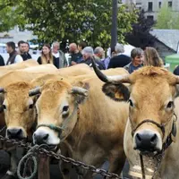 Samedi 2 septembre a eu lieu la désormais traditionnelle fête de l'Aubrac à Nasbinals pour sa sixième édition, regroupant un concours Aubrac et le con
