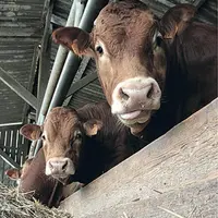 Sur le commerce extérieur, les jeunes bovins finis présentent un cumul sur 2015 nettement supérieur à 2014 : plus 15 % d'animaux exportés.