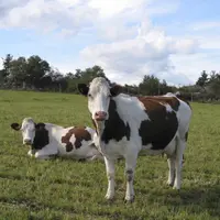 Des producteurs de lait ayant témoigné de leur mécontentement vis-à-vis de Lactalis ont vu leur contrat rompu par le géant laitier. Pour les Jeunes ag