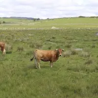 Le comice accueillera 110 Aubrac jugées à l’attache.
