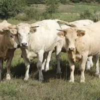Lundi 20 septembre, à la salle des fêtes du Buisson, a eu lieu l'assemblée générale de l'association Fleur d'Aubrac, où a été présentée la nouvelle id