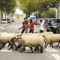 Selon la Bergerie urbaine, le passage et la présence des moutons favorisent des ambiances originales et chaleureuses dans les espaces urbains.