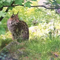 Réintroduit en France dans les années quatre-vingt, le lynx boréal bénéficie pour la première fois d’un plan national d’actions pour une période de ci