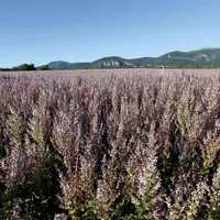 Une trentaine de producteurs du Gâtinais au profil de grandes cultures vient d’inaugurer une nouvelle distillerie, pour développer leur filière d’huil