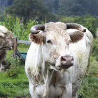 Cet automne, le Herd-Book Charolais et Charolais France vont dévoiler un ambitieux projet de modernisation touchant le livre généalogique, les concour
