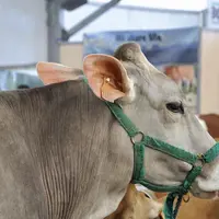 Le concours national brune se déroulera du 3 au 6 octobre lors du Sommet.