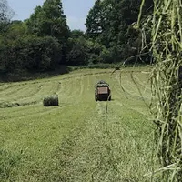 Plus le fourrage est récolté tôt, meilleure est sa valeur alimentaire.