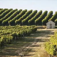 Petit vignoble du Massif central, le Saint-Pourçain compte quelque 600 hectares de vignes dont les trois quarts chez les membres de l'Union des vigner