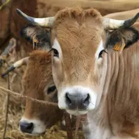 Après deux années perturbées par la crise de la Covid-19, la foire de Langogne renoue avec la foule des grands jours.