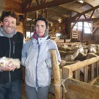 Le Gaec Ferme La Leie, géré par Nicolas et Laure Charroin, compte aujourd’hui 80 brebis laitières de race Lacaune.
