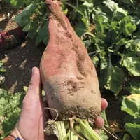 La période de semis des betteraves fourragères arrive, c’est donc le moment de faire le point sur cette culture.